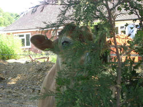 A not very well hidden cow