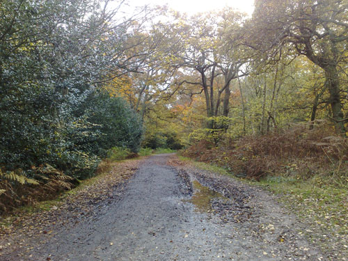 Epping forest