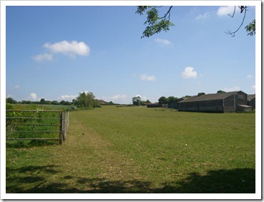 horse_field